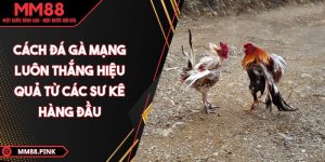 cach-da-ga-mang-luon-thang