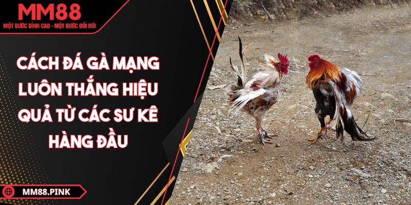 cach-da-ga-mang-luon-thang